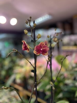 Phalaenopsis Fangmei Sweet ‘1456’ | Storczyk