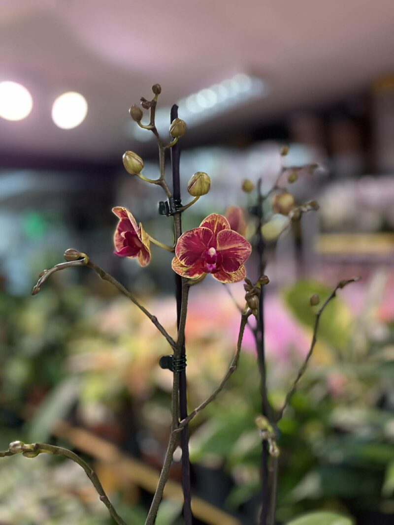 Phalaenopsis Fangmei Sweet ‘1456’ | Storczyk