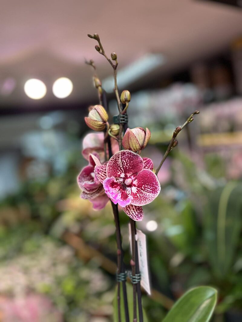 Phalaenopsis Miki Black Witch | Storczyk przekwitnięty