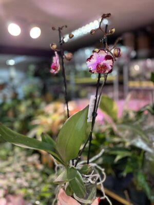 Phalaenopsis Magic Art | Storczyk przekwitnięty