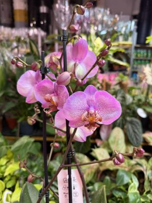 Phalaenopsis Formation | Storczyk przekwitnięty