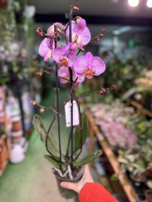 Phalaenopsis Formation | Storczyk przekwitnięty