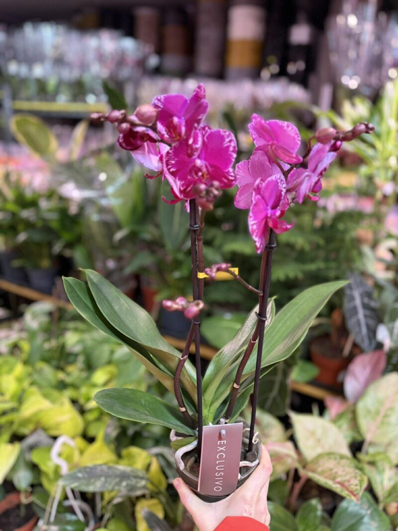 Phalaenopsis Multiflora Exclusivo Asian Violin | Storczyk przekwitnięty