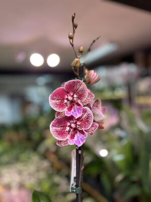 Phalaenopsis Miki Black Witch | Storczyk przekwitnięty
