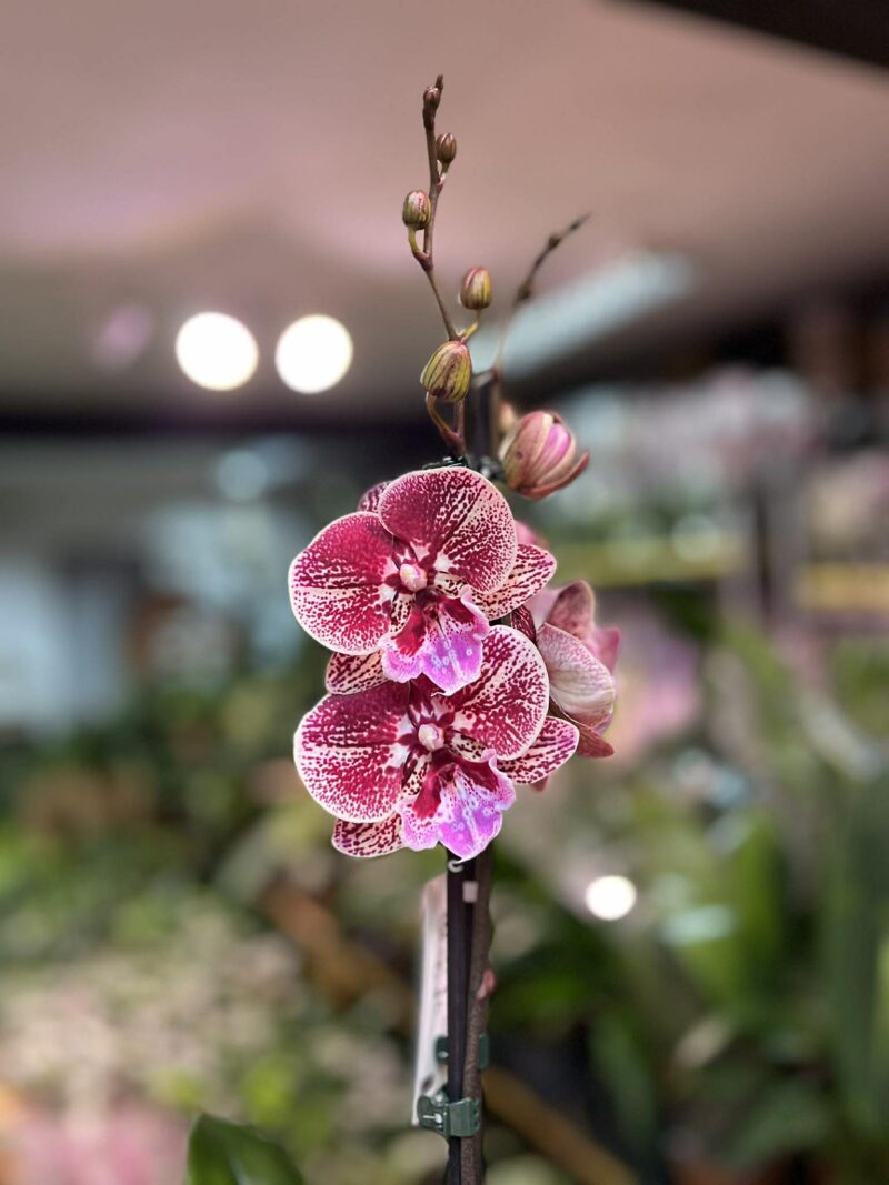 Phalaenopsis Miki Black Witch | Storczyk przekwitnięty