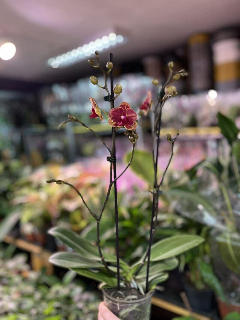 Phalaenopsis Fangmei Sweet ‘1456’ | Storczyk