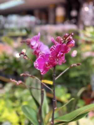 Phalaenopsis Multiflora Exclusivo Asian Violin | Storczyk przekwitnięty