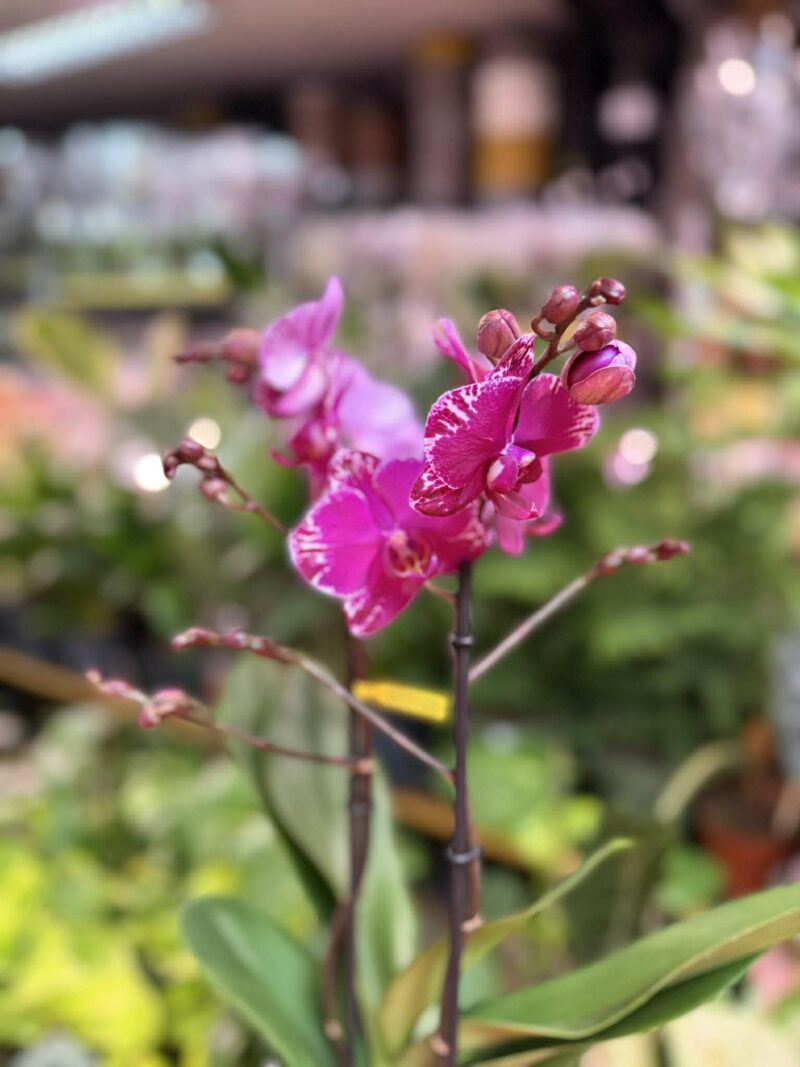 Phalaenopsis Multiflora Exclusivo Asian Violin | Storczyk przekwitnięty