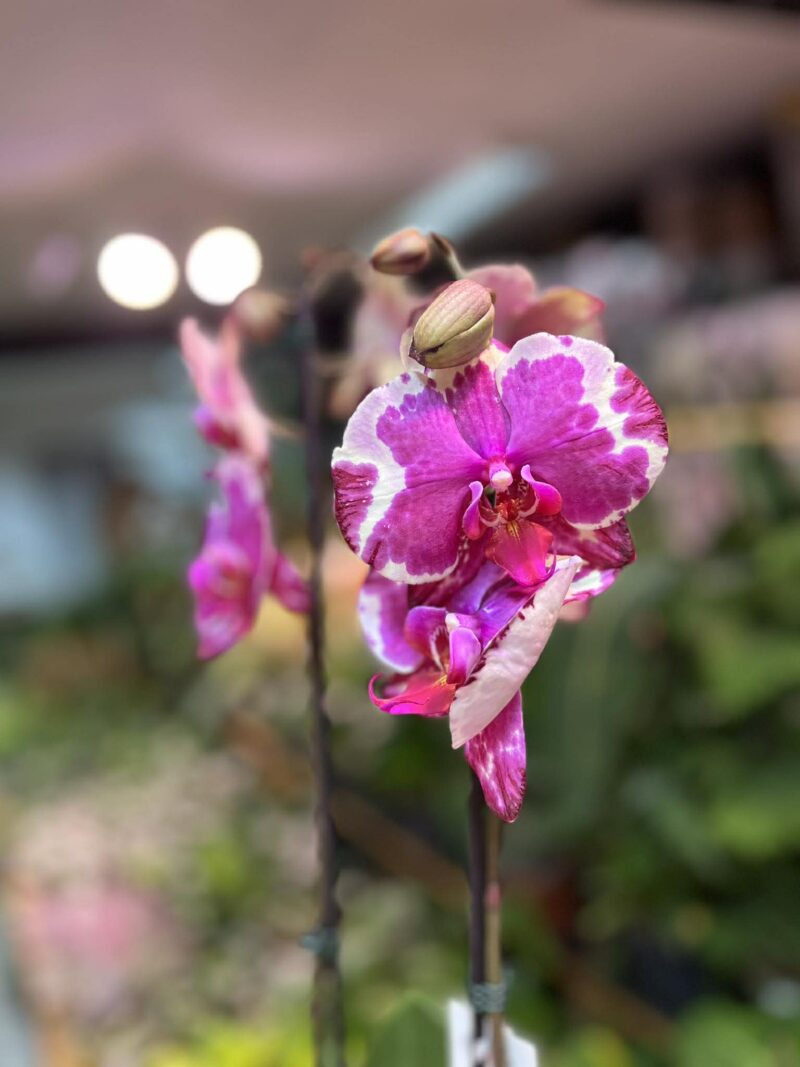 Phalaenopsis African Fever | storczyk Phalaenopsis African Fever | storczyk