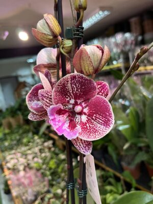 Phalaenopsis Miki Black Witch | Storczyk przekwitnięty