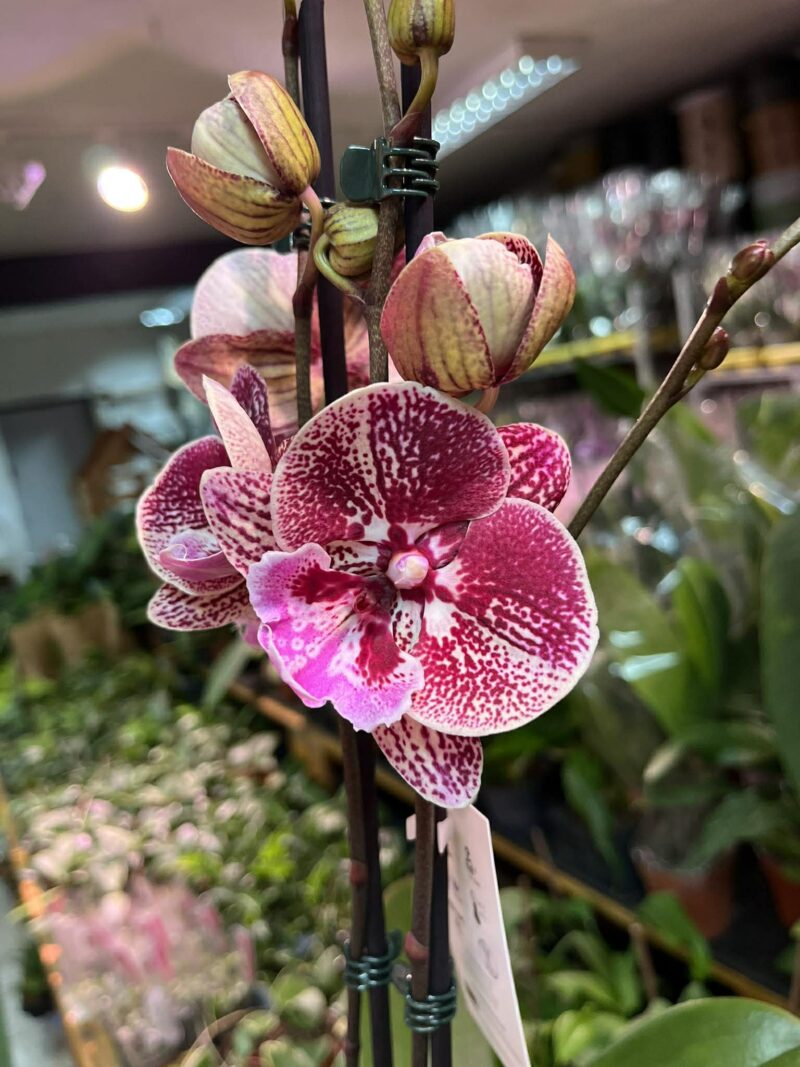 Phalaenopsis Miki Black Witch | Storczyk przekwitnięty