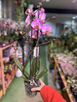 Phalaenopsis Formation | Storczyk przekwitnięty