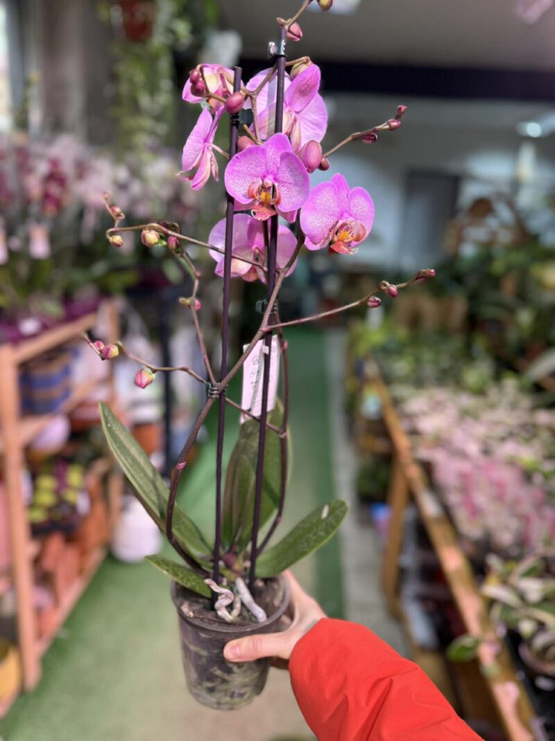 Phalaenopsis Formation | Storczyk przekwitnięty