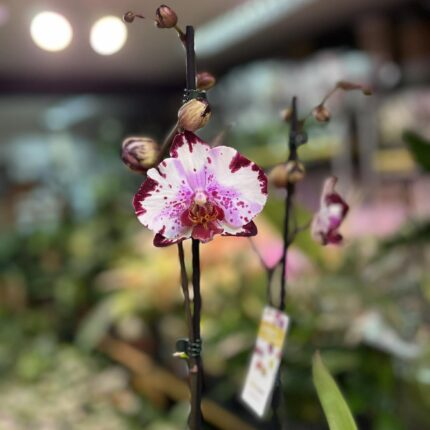 Phalaenopsis Magic Art | Storczyk przekwitnięty