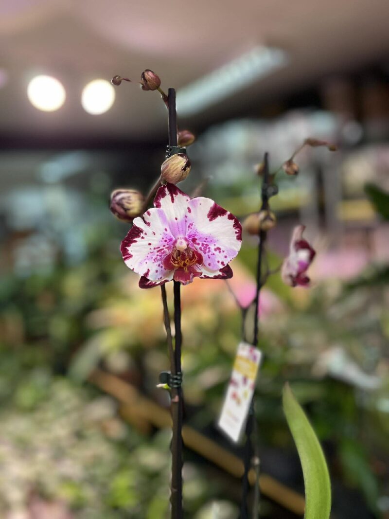 Phalaenopsis Magic Art | Storczyk przekwitnięty Phalaenopsis Magic Art | Storczyk przekwitnięty