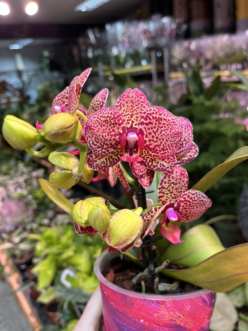 Phalaenopsis I-Hsin yellow Lampart | Storczyk Phalaenopsis I-Hsin yellow Lampart | Storczyk