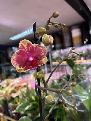 Phalaenopsis Fangmei Sweet ‘1456’ | Storczyk