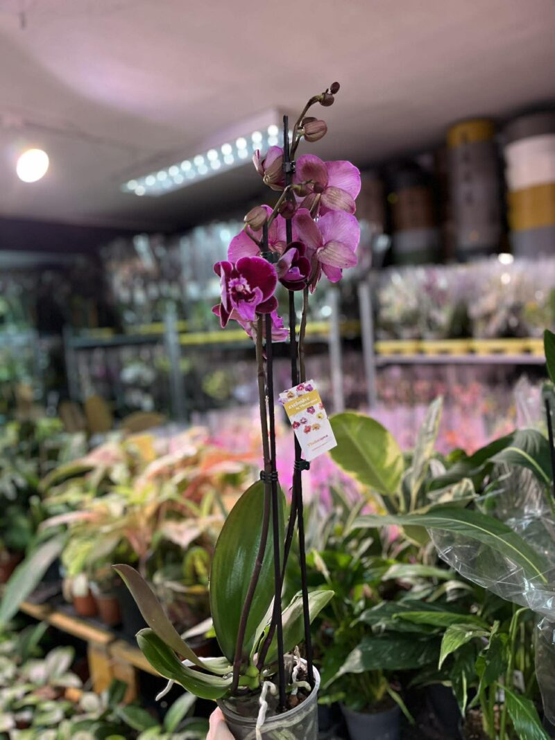 Phalaenopsis Lembongan | Storczyk