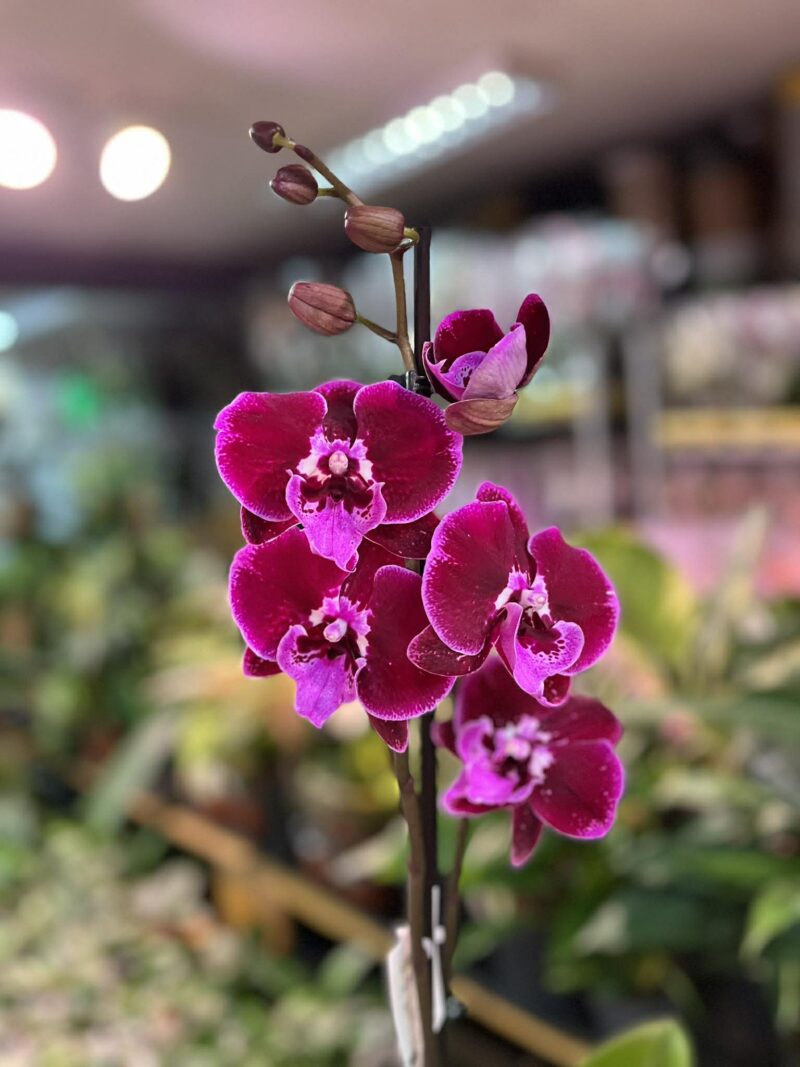 Phalaenopsis Lembongan | Storczyk Phalaenopsis Lembongan | Storczyk