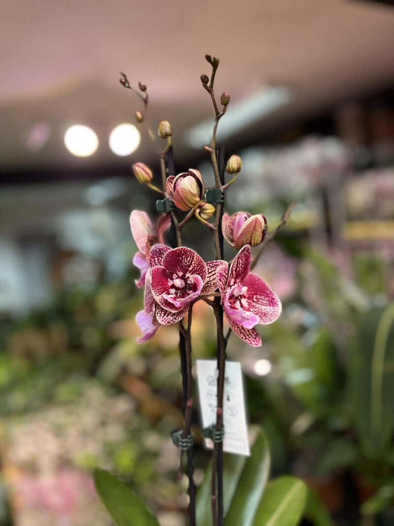 Phalaenopsis Miki Black Witch | Storczyk przekwitnięty