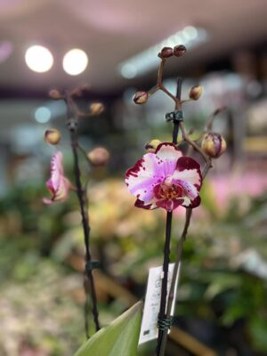 Phalaenopsis Magic Art | Storczyk przekwitnięty