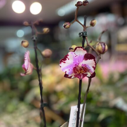 Phalaenopsis Magic Art | Storczyk przekwitnięty