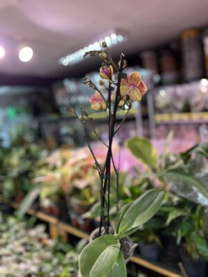 Phalaenopsis Fangmei Sweet ‘1456’ | Storczyk