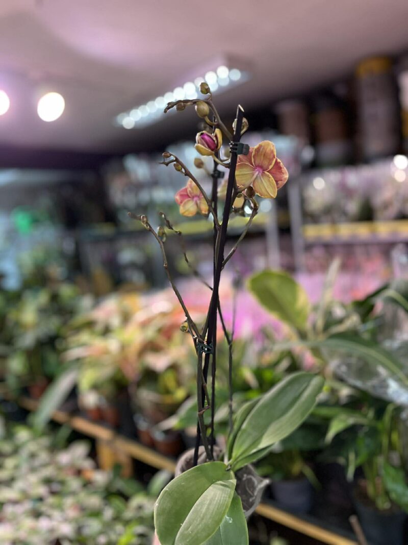 Phalaenopsis Fangmei Sweet ‘1456’ | Storczyk