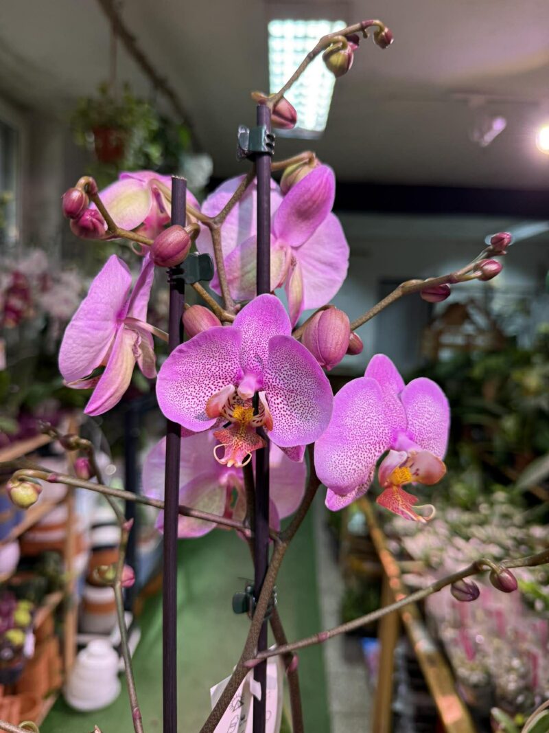 Phalaenopsis Formation | Storczyk przekwitnięty