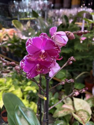 Phalaenopsis Multiflora Exclusivo Asian Violin | Storczyk przekwitnięty