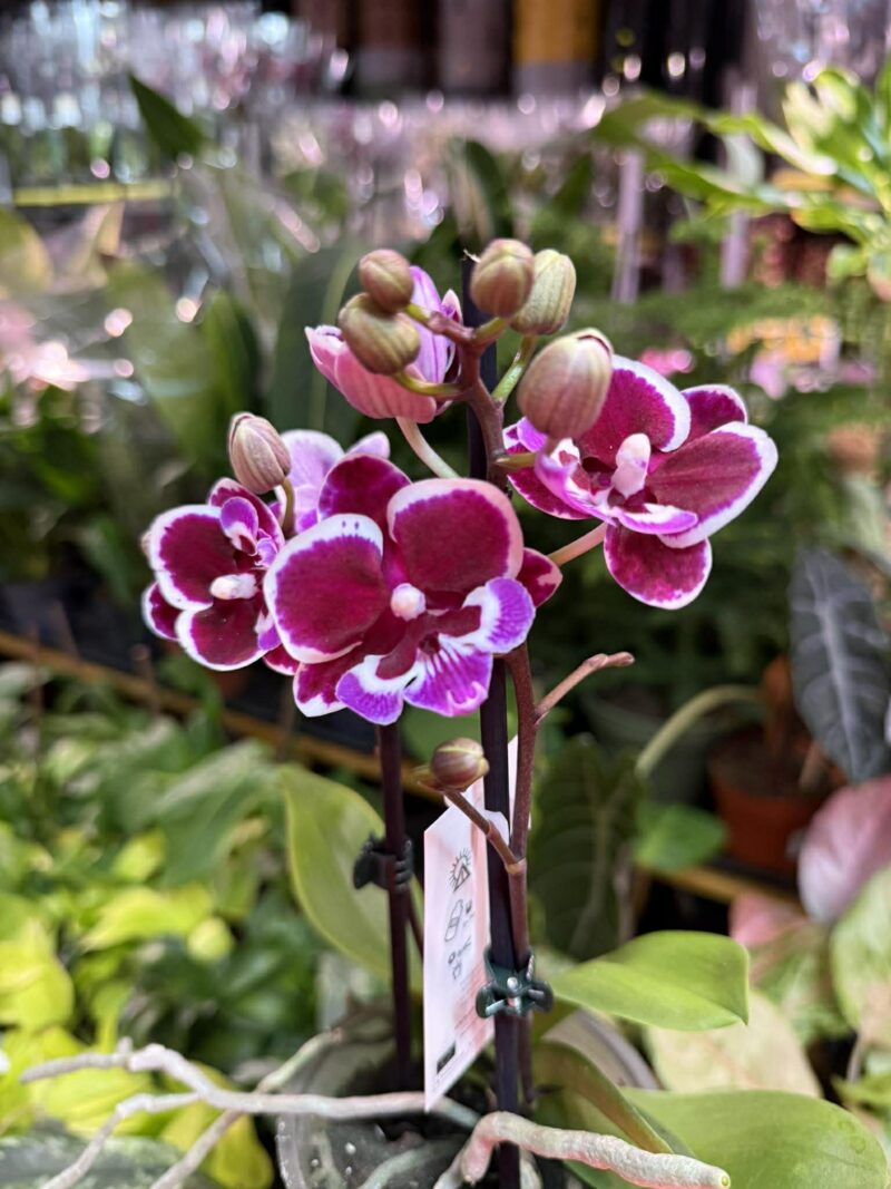 Phalaenopsis Younghome Chocolate big lip | Storczyk Phalaenopsis Younghome Chocolate big lip | Storczyk