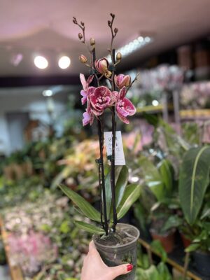 Phalaenopsis Miki Black Witch | Storczyk przekwitnięty