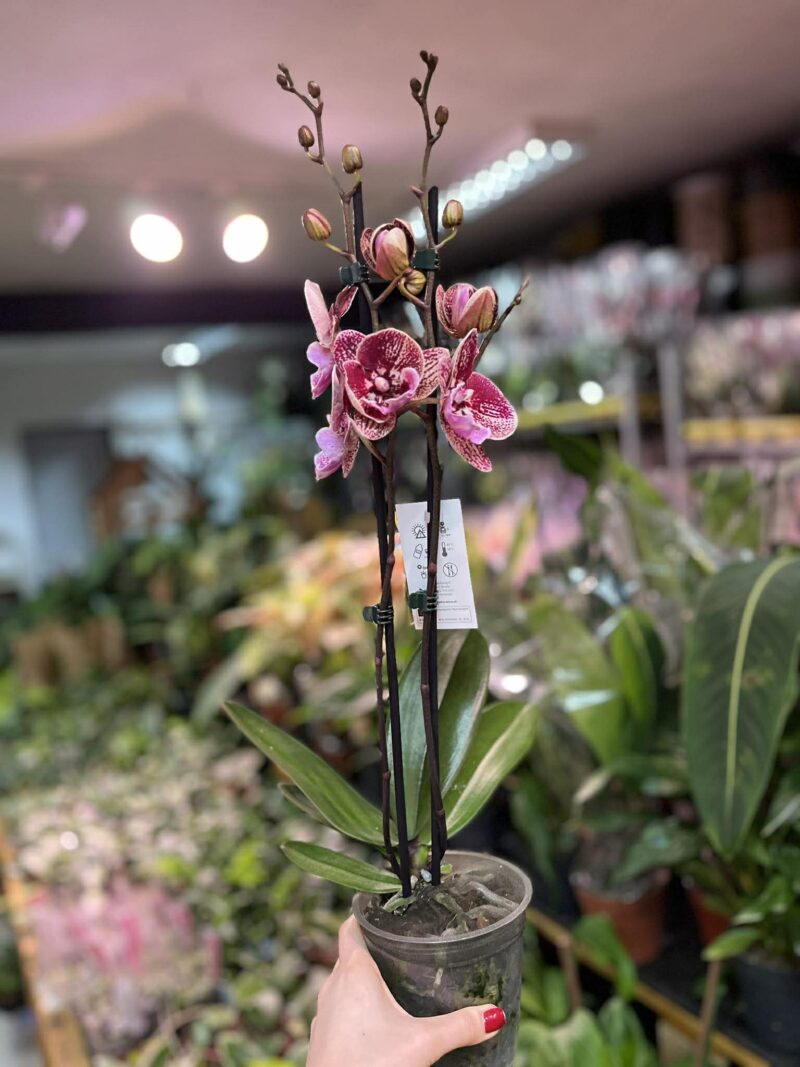 Phalaenopsis Miki Black Witch | Storczyk przekwitnięty