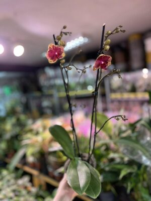 Phalaenopsis Fangmei Sweet ‘1456’ | Storczyk