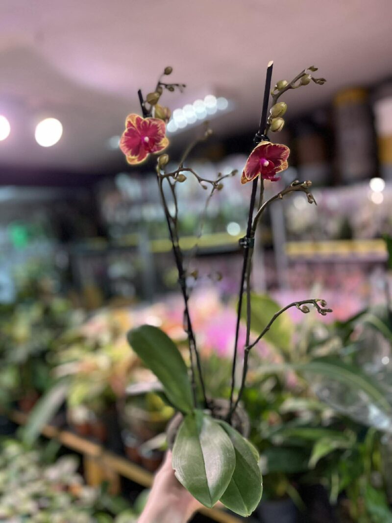 Phalaenopsis Fangmei Sweet ‘1456’ | Storczyk