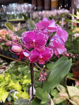 Phalaenopsis Multiflora Exclusivo Asian Violin | Storczyk przekwitnięty