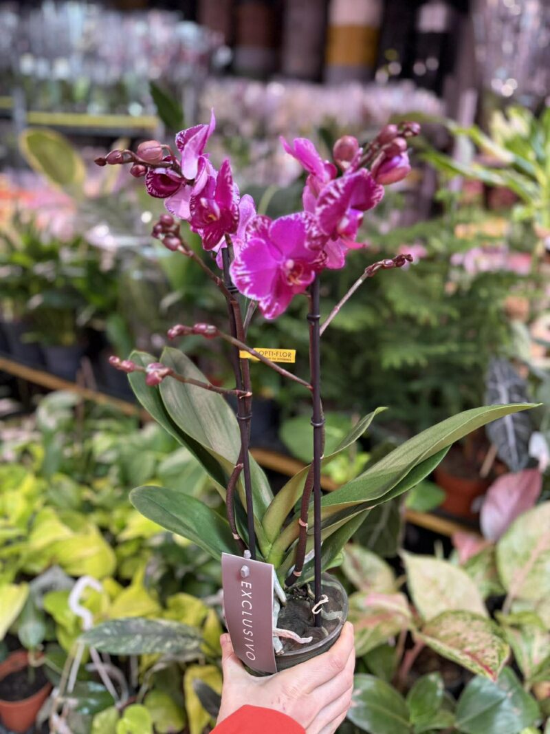 Phalaenopsis Multiflora Exclusivo Asian Violin | Storczyk przekwitnięty