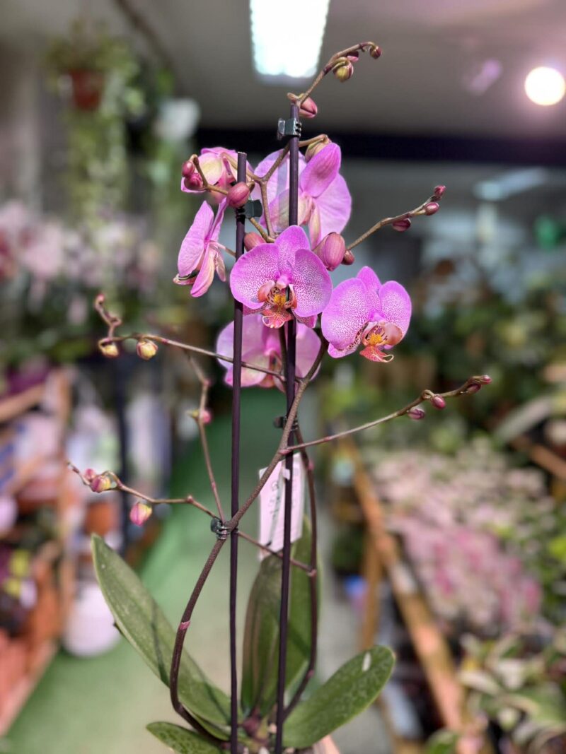 Phalaenopsis Formation | Storczyk przekwitnięty
