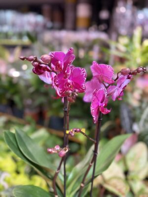 Phalaenopsis Multiflora Exclusivo Asian Violin | Storczyk przekwitnięty
