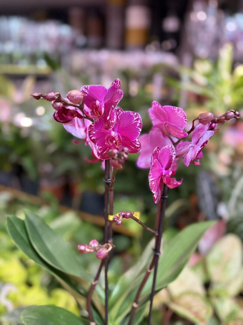 Phalaenopsis Multiflora Exclusivo Asian Violin | Storczyk przekwitnięty