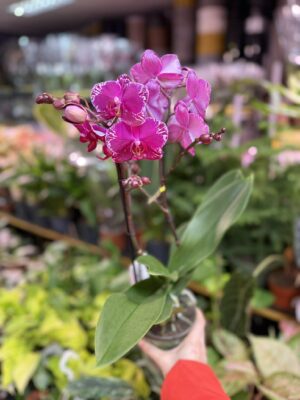 Phalaenopsis Multiflora Exclusivo Asian Violin | Storczyk przekwitnięty