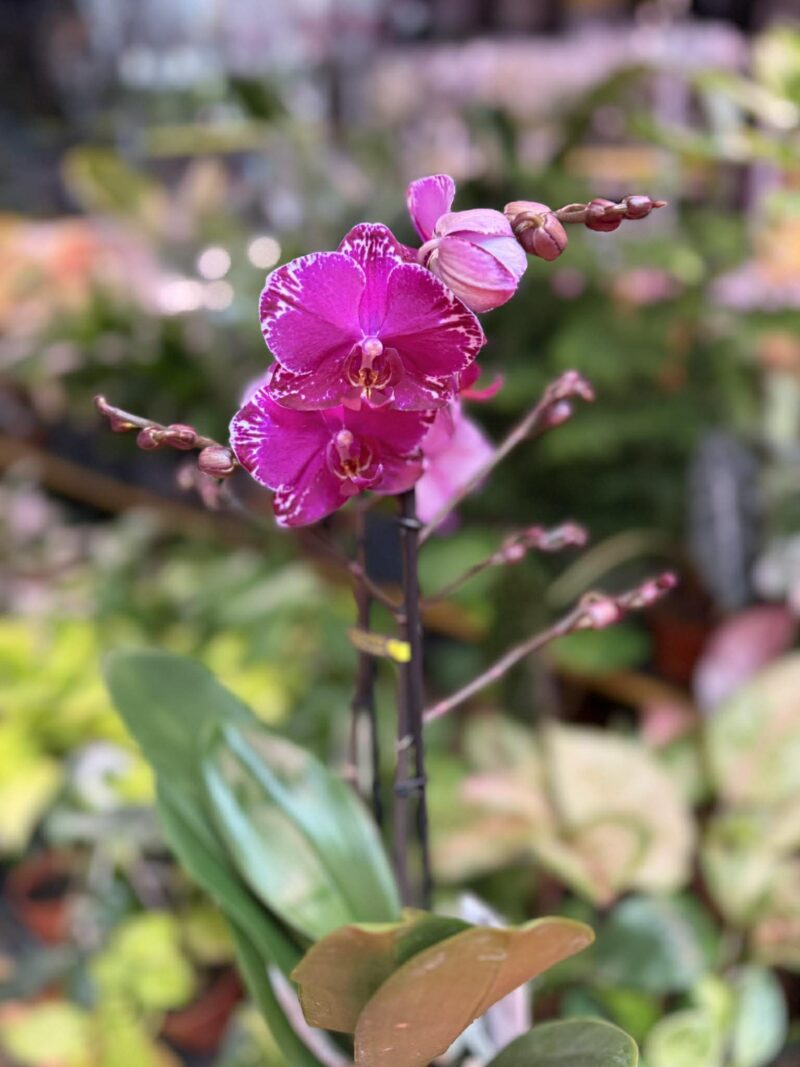 Phalaenopsis Multiflora Exclusivo Asian Violin | Storczyk przekwitnięty