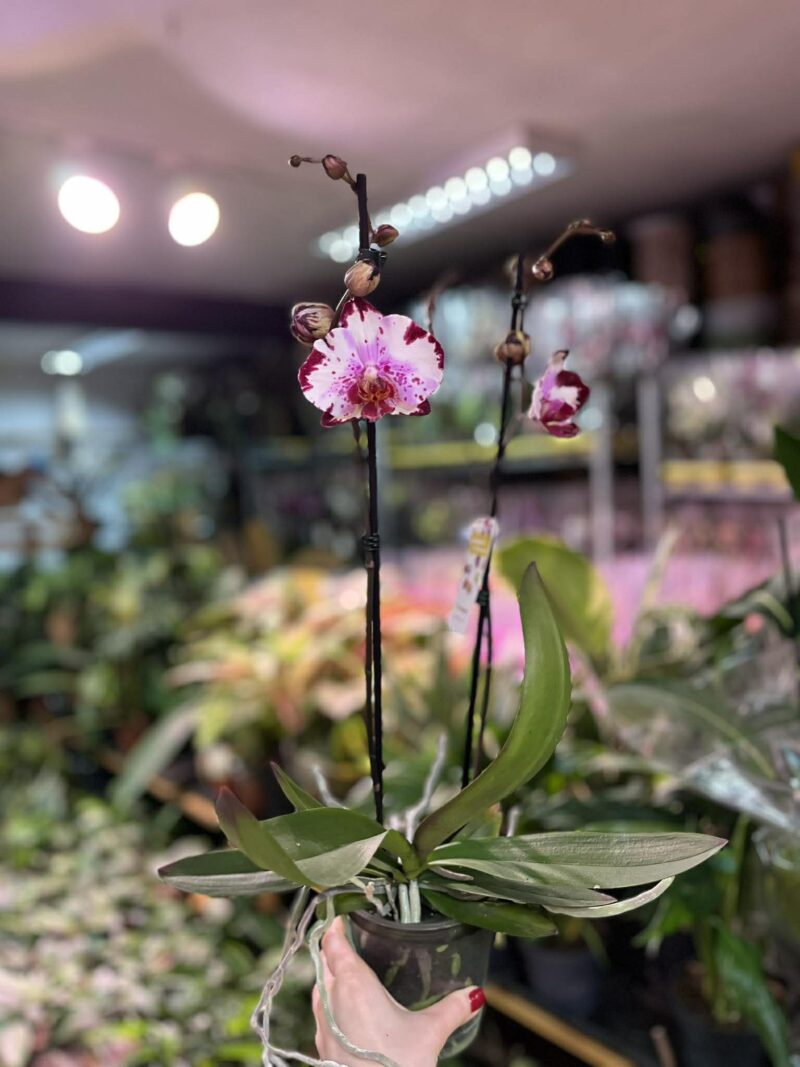 Phalaenopsis Magic Art | Storczyk przekwitnięty