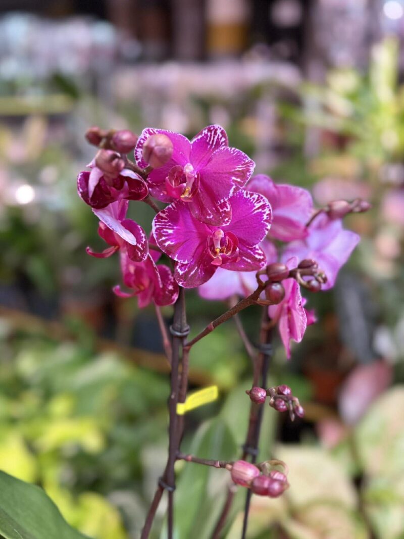 Phalaenopsis Multiflora Exclusivo Asian Violin | Storczyk przekwitnięty