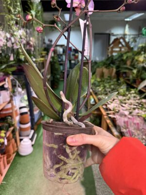 Phalaenopsis Formation | Storczyk przekwitnięty