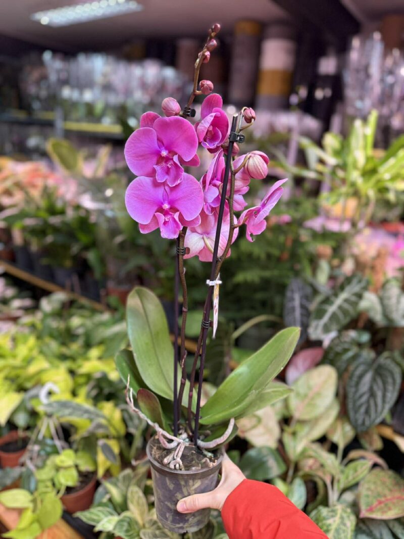 Phalaenopsis Purple big lip | Storczyk