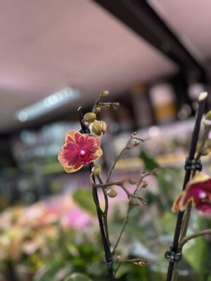 Phalaenopsis Fangmei Sweet ‘1456’ | Storczyk