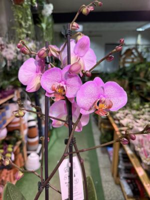 Phalaenopsis Formation | Storczyk przekwitnięty