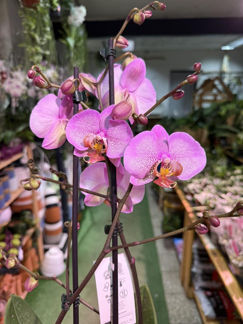 Phalaenopsis Formation | Storczyk przekwitnięty