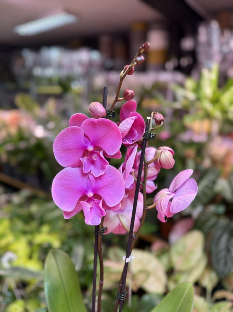 Phalaenopsis Purple big lip | Storczyk